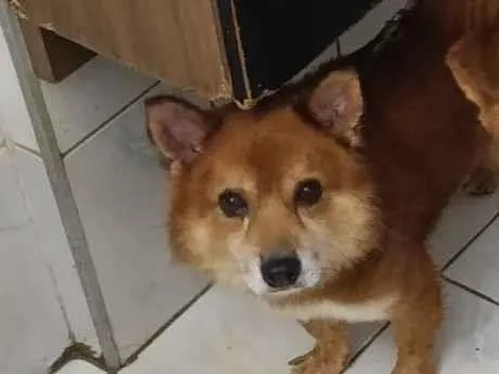 Cachorro raça SRD-ViraLata idade 4 anos nome Alvin 