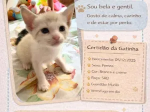 Gato raça SRD-ViraLata idade Abaixo de 2 meses nome Sem nome 