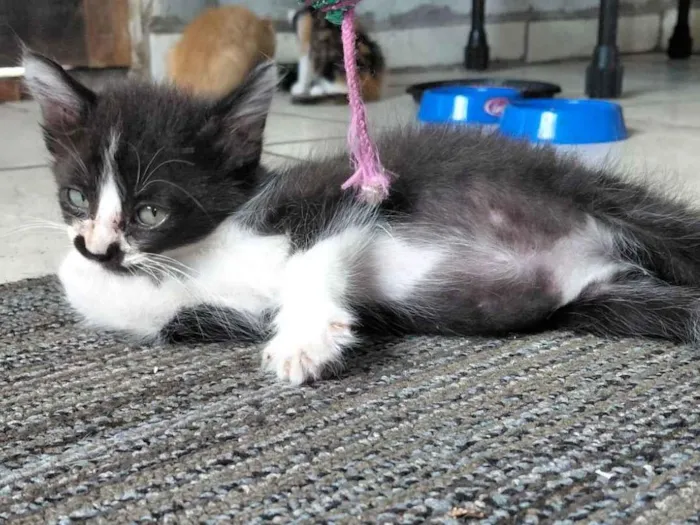 Gato raça SRD-ViraLata idade Abaixo de 2 meses nome Bigode 