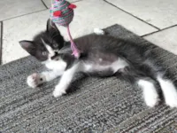 Gato raça SRD-ViraLata idade Abaixo de 2 meses nome Bigode 