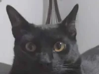 Gato raça SRD-ViraLata idade 7 a 11 meses nome Gael 