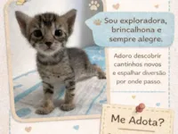 Gato raça SRD-ViraLata idade Abaixo de 2 meses nome Sem nome 