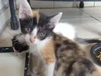 Gato raça SRD-ViraLata idade Abaixo de 2 meses nome Sem nome