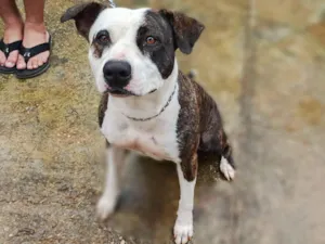 Cachorro raça Pit-Bull idade 1 ano nome Zara