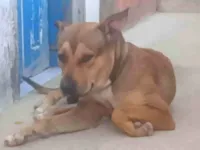 Cachorro raça SRD-ViraLata idade 1 ano nome Skank