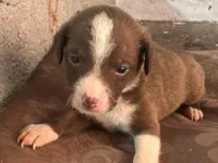 Cachorro raça SRD-ViraLata idade 2 a 6 meses nome Fofinhos precisando de uma família 