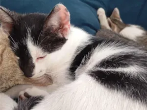 Gato raça SRD-ViraLata idade 2 a 6 meses nome Frajola