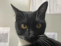 Gato raça SRD-ViraLata idade 1 ano nome Fuligem 