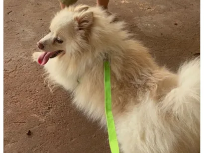 Cachorro raça Shitzu idade 5 anos nome Charlie 