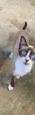 Gato raça Siamês idade 1 ano nome Dory