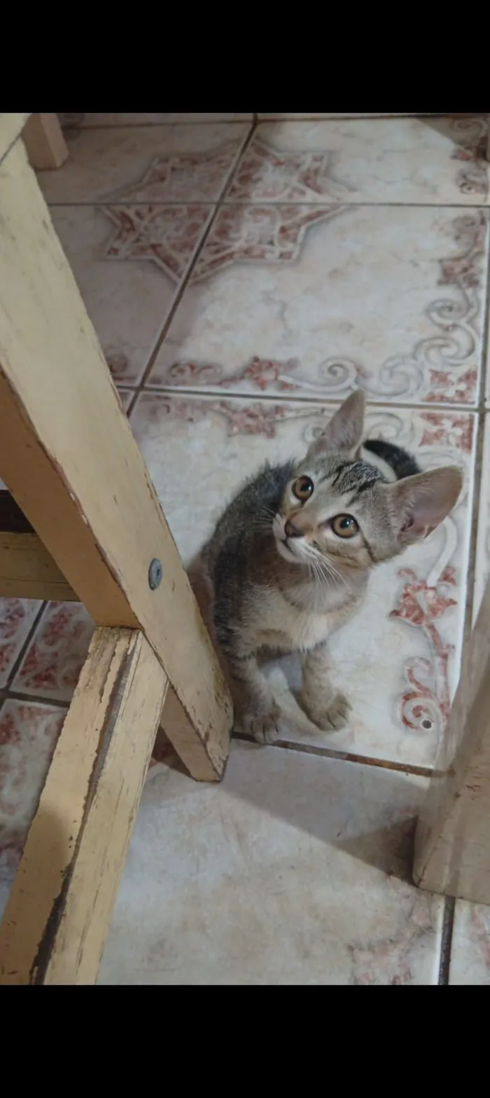 Gato raça SRD-ViraLata idade Abaixo de 2 meses nome Sem nome