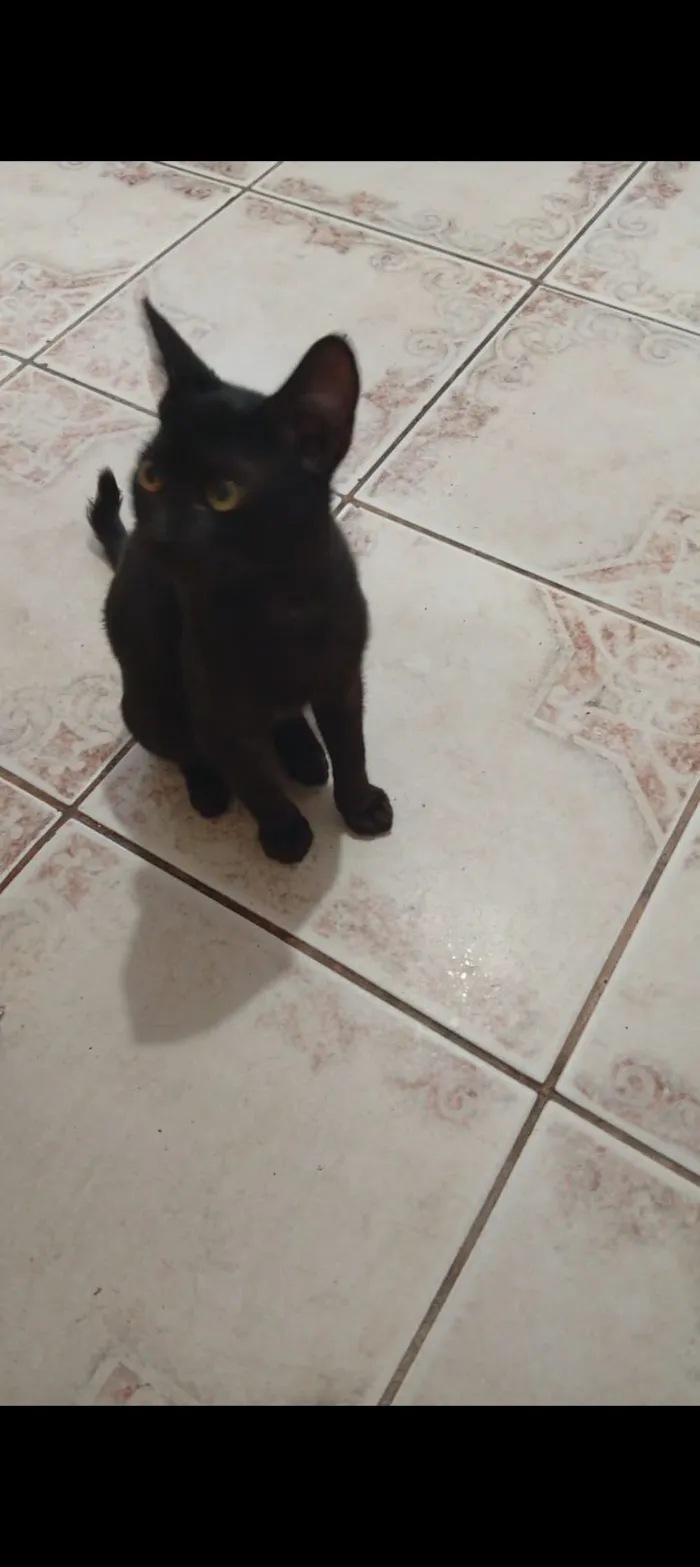 Gato raça SRD-ViraLata idade Abaixo de 2 meses nome Sem nome