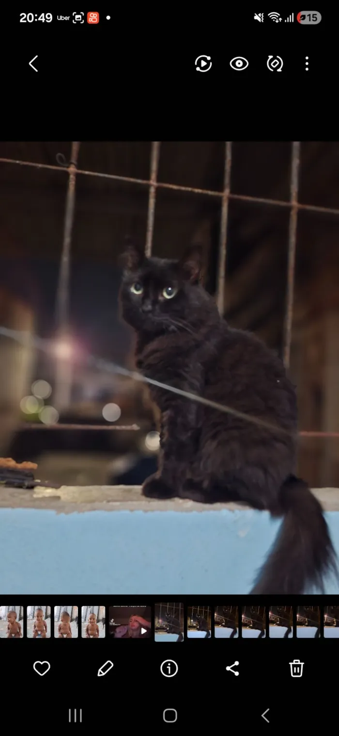 Gato raça SRD-ViraLata idade 2 anos nome Salem