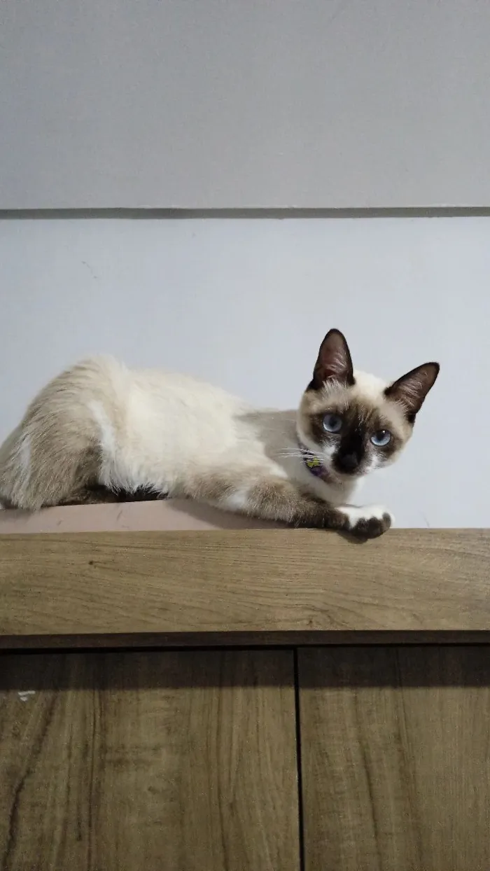 Gato raça Siamês idade 1 ano nome Bella Hadid