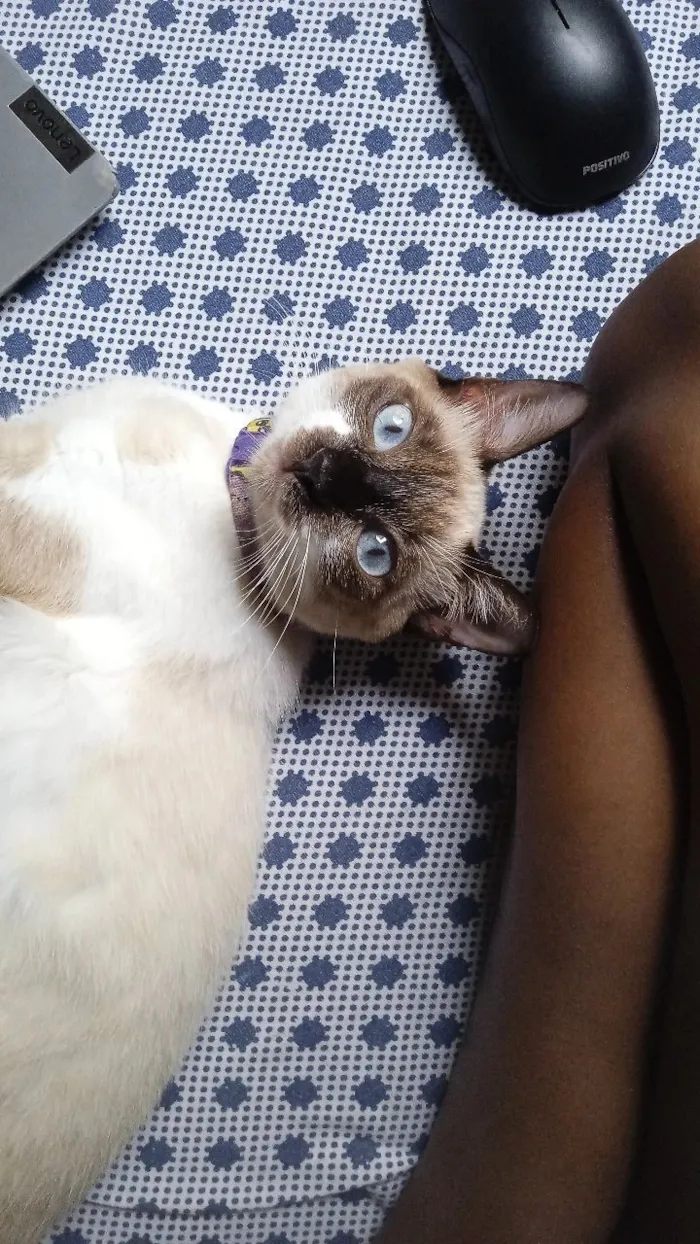 Gato raça Siamês idade 1 ano nome Bella Hadid