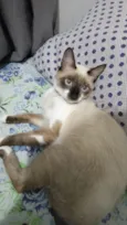 Gato raça Siamês idade 1 ano nome Bella Hadid