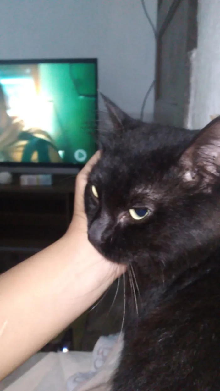 Gato raça SRD-ViraLata idade 2 anos nome Salem