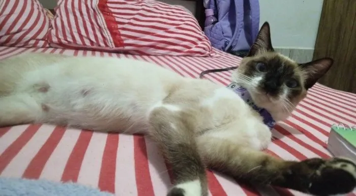 Gato raça Siamês idade 1 ano nome Bella Hadid