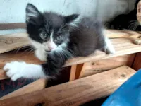 Gato raça SRD-ViraLata idade Abaixo de 2 meses nome Sem nome