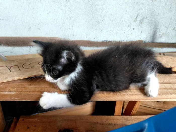 Gato raça SRD-ViraLata idade Abaixo de 2 meses nome Sem nome