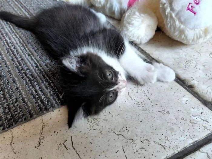 Gato raça SRD-ViraLata idade Abaixo de 2 meses nome Sem nome