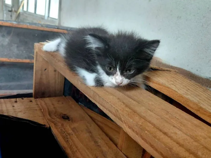 Gato raça SRD-ViraLata idade Abaixo de 2 meses nome Sem nome