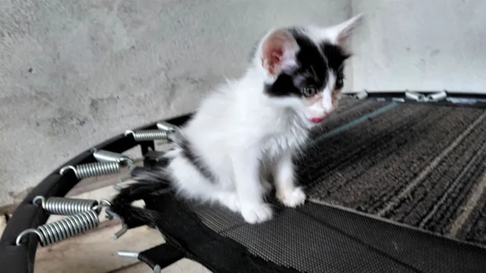 Gato raça SRD-ViraLata idade Abaixo de 2 meses nome Pandora