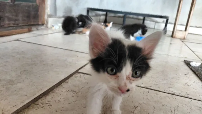 Gato raça SRD-ViraLata idade Abaixo de 2 meses nome Pandora