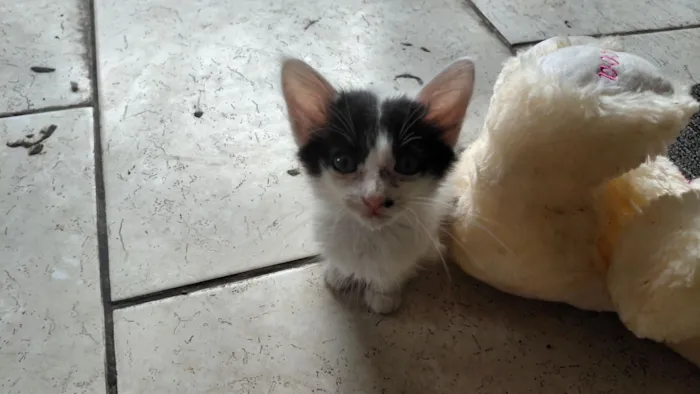 Gato raça SRD-ViraLata idade Abaixo de 2 meses nome Pandora