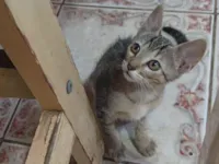 Gato raça SRD-ViraLata idade Abaixo de 2 meses nome Havenna