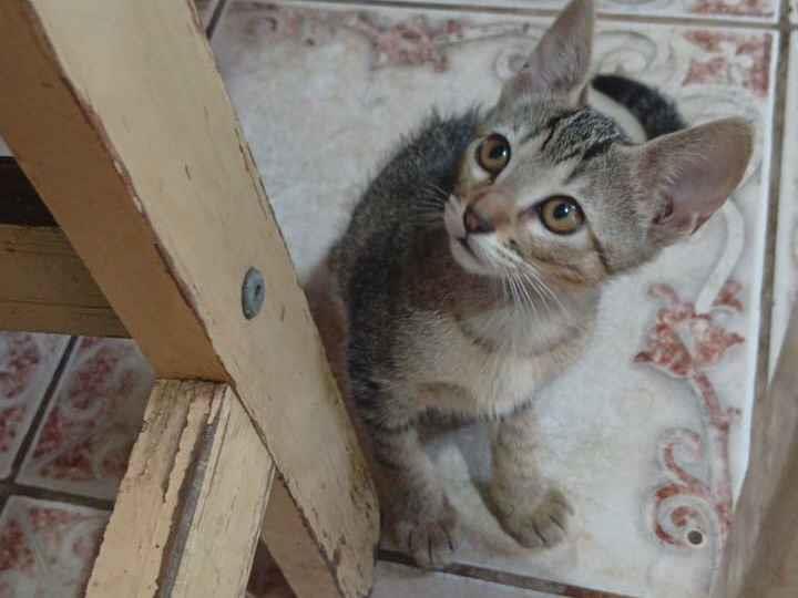 Gato raça SRD-ViraLata idade Abaixo de 2 meses nome Sem nome