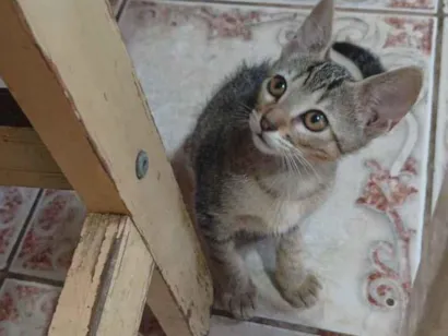 Gato raça SRD-ViraLata idade Abaixo de 2 meses nome Sem nome