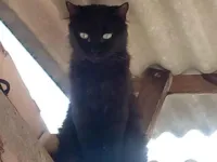 Gato raça SRD-ViraLata idade 2 anos nome Salem