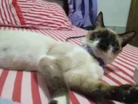 Gato raça Siamês idade 1 ano nome Bella Hadid