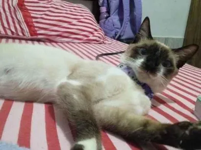 Gato raça Siamês idade 1 ano nome Bella Hadid