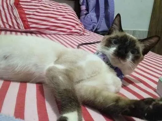 Gato raça Siamês idade 1 ano nome Bella Hadid