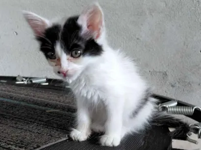 Gato raça SRD-ViraLata idade Abaixo de 2 meses nome Pandora