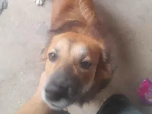 Cachorro raça SRD-ViraLata idade 1 ano nome Teodoro 