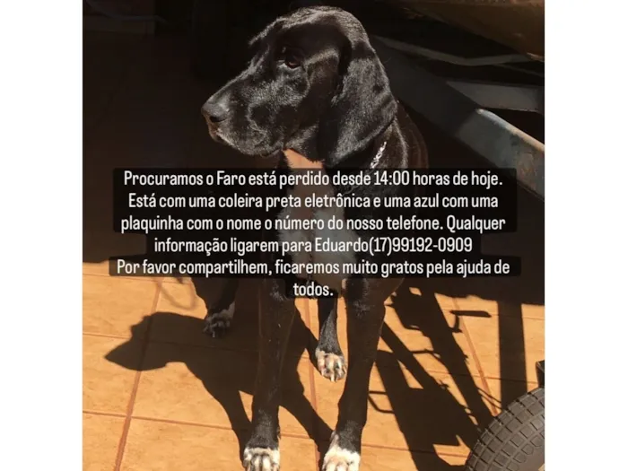 Cachorro raça Perdigueiro idade 6 ou mais anos nome Faro