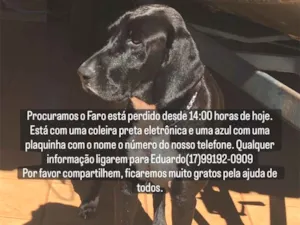 Cachorro raça Perdigueiro idade 6 ou mais anos nome Faro