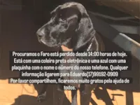 Cachorro raça Perdigueiro idade 6 ou mais anos nome Faro