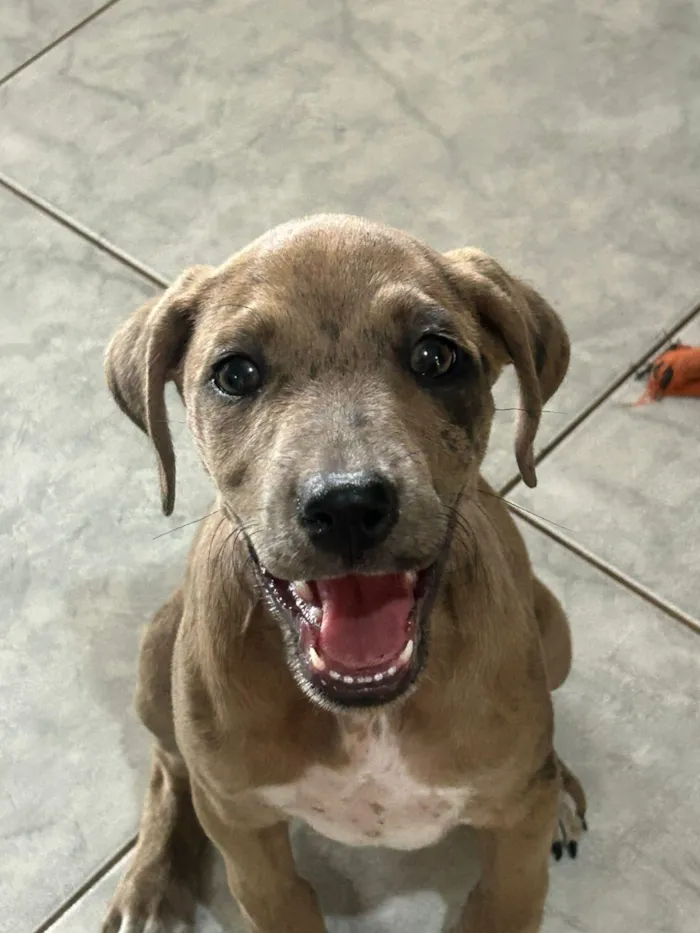 Cachorro raça SRD-ViraLata idade 2 a 6 meses nome Chiara