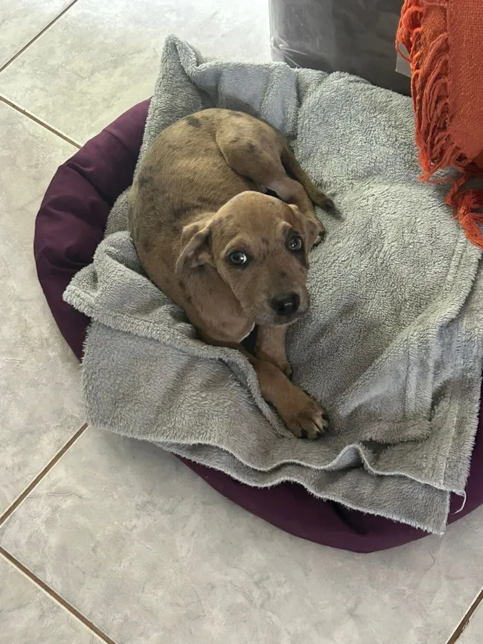 Cachorro raça SRD-ViraLata idade 2 a 6 meses nome Chiara