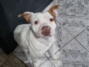 Cachorro raça Pit-Bull idade 2 anos nome Bolt