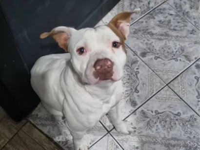 Cachorro raça Pit-Bull idade 2 anos nome Bolt