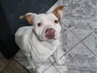Cachorro raça Pit-Bull idade 2 anos nome Bolt