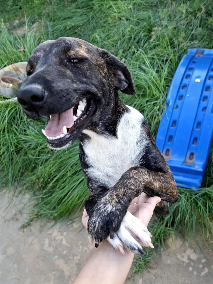 Cachorro raça SRD-ViraLata idade 7 a 11 meses nome Nala