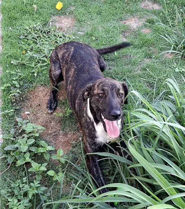 Cachorro raça SRD-ViraLata idade 7 a 11 meses nome Nala