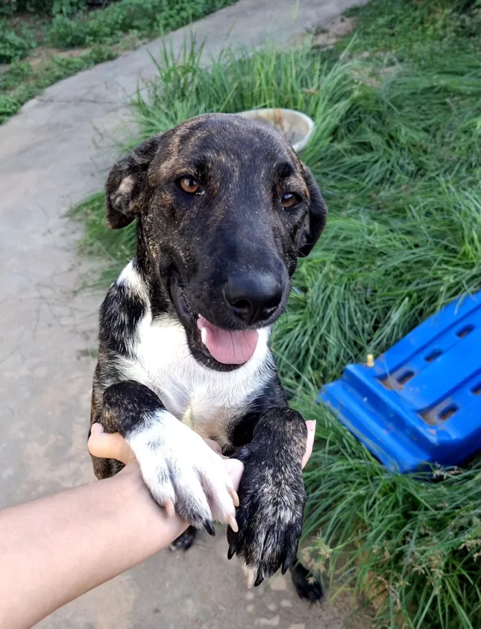 Cachorro raça SRD-ViraLata idade 7 a 11 meses nome Nala