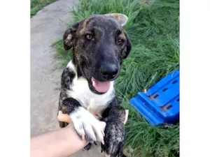 Cachorro raça SRD-ViraLata idade 7 a 11 meses nome Nala